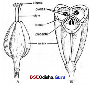 CHSE Odisha Class 12 Biology Solutions Chapter 2 Sexual Reproduction in Flowering Plants 13