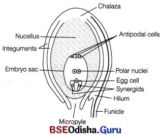 CHSE Odisha Class 12 Biology Solutions Chapter 2 Sexual Reproduction in Flowering Plants 14