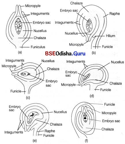 CHSE Odisha Class 12 Biology Solutions Chapter 2 Sexual Reproduction in Flowering Plants 15