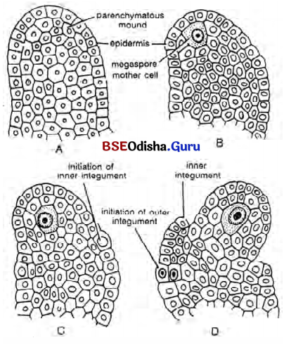 CHSE Odisha Class 12 Biology Solutions Chapter 2 Sexual Reproduction in Flowering Plants 16