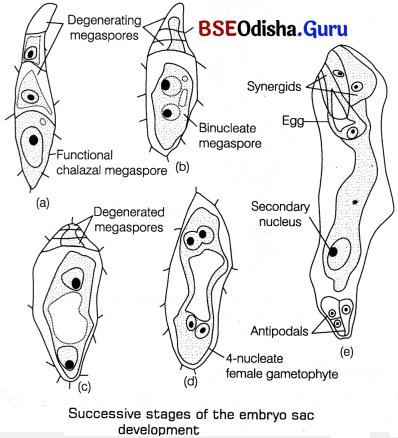 CHSE Odisha Class 12 Biology Solutions Chapter 2 Sexual Reproduction in Flowering Plants 2