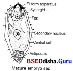 CHSE Odisha Class 12 Biology Solutions Chapter 2 Sexual Reproduction in Flowering Plants 3