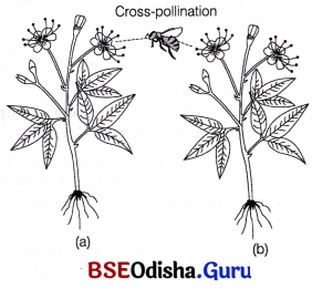 CHSE Odisha Class 12 Biology Solutions Chapter 2 Sexual Reproduction in Flowering Plants 4