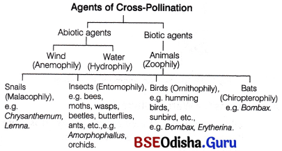 CHSE Odisha Class 12 Biology Solutions Chapter 2 Sexual Reproduction in Flowering Plants 5