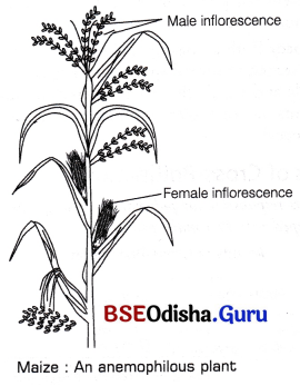 CHSE Odisha Class 12 Biology Solutions Chapter 2 Sexual Reproduction in Flowering Plants 6
