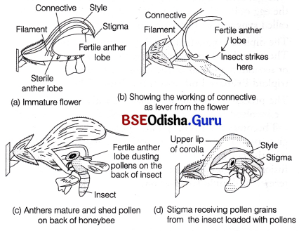 CHSE Odisha Class 12 Biology Solutions Chapter 2 Sexual Reproduction in Flowering Plants 8