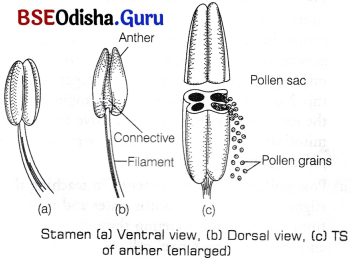 CHSE Odisha Class 12 Biology Solutions Chapter 2 Sexual Reproduction in Flowering Plants 9