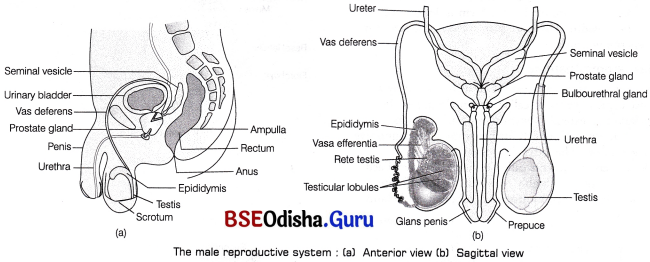 CHSE Odisha Class 12 Biology Solutions Chapter 3 Human Reproduction 1