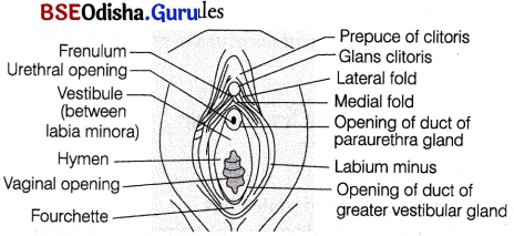 CHSE Odisha Class 12 Biology Solutions Chapter 3 Human Reproduction 10