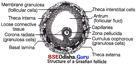 CHSE Odisha Class 12 Biology Solutions Chapter 3 Human Reproduction 11