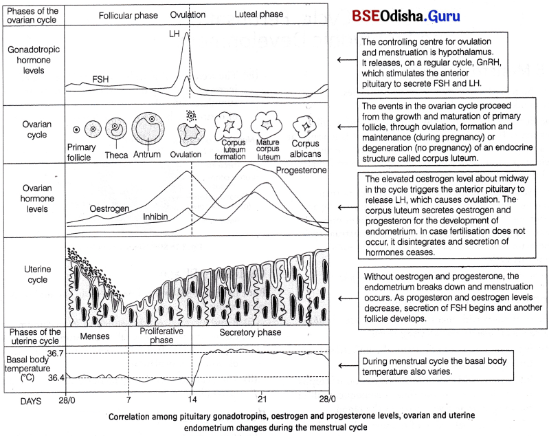 CHSE Odisha Class 12 Biology Solutions Chapter 3 Human Reproduction 12