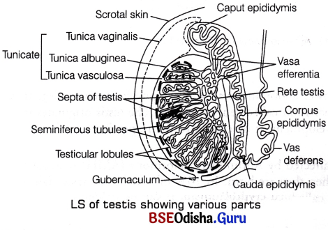 CHSE Odisha Class 12 Biology Solutions Chapter 3 Human Reproduction 2