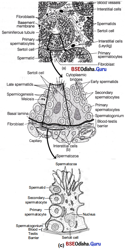 CHSE Odisha Class 12 Biology Solutions Chapter 3 Human Reproduction 3