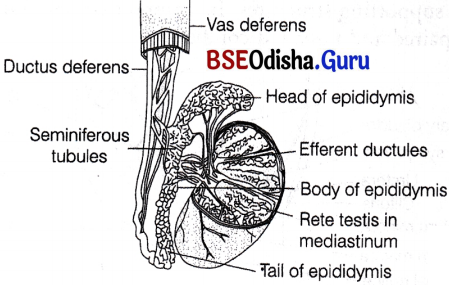 CHSE Odisha Class 12 Biology Solutions Chapter 3 Human Reproduction 4