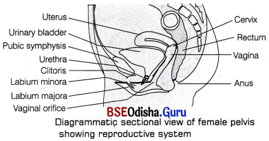 CHSE Odisha Class 12 Biology Solutions Chapter 3 Human Reproduction 5
