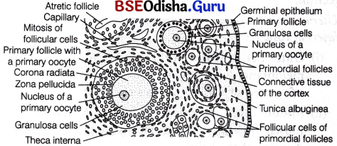 CHSE Odisha Class 12 Biology Solutions Chapter 3 Human Reproduction 6