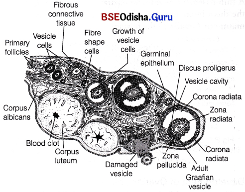 CHSE Odisha Class 12 Biology Solutions Chapter 3 Human Reproduction 8