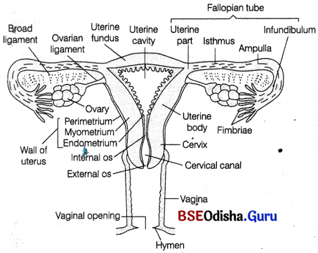 CHSE Odisha Class 12 Biology Solutions Chapter 3 Human Reproduction 9