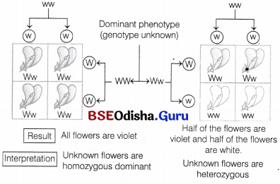 CHSE Odisha Class 12 Biology Solutions Chapter 4 Reproductive Health 1