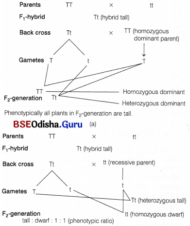 CHSE Odisha Class 12 Biology Solutions Chapter 4 Reproductive Health 2