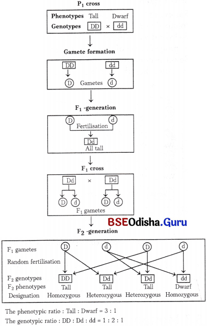 CHSE Odisha Class 12 Biology Solutions Chapter 4 Reproductive Health 3