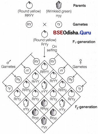 CHSE Odisha Class 12 Biology Solutions Chapter 4 Reproductive Health 4