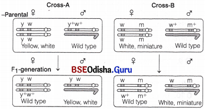 CHSE Odisha Class 12 Biology Solutions Chapter 4 Reproductive Health 5