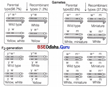 CHSE Odisha Class 12 Biology Solutions Chapter 4 Reproductive Health 6