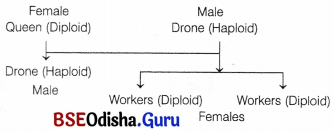 CHSE Odisha Class 12 Biology Solutions Chapter 6 Sex Determination 1
