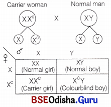 CHSE Odisha Class 12 Biology Solutions Chapter 6 Sex Determination 10