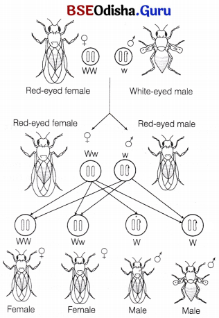 CHSE Odisha Class 12 Biology Solutions Chapter 6 Sex Determination 11