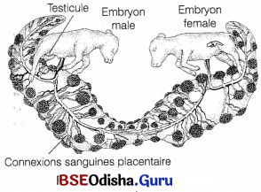 CHSE Odisha Class 12 Biology Solutions Chapter 6 Sex Determination 3