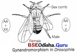 CHSE Odisha Class 12 Biology Solutions Chapter 6 Sex Determination 4