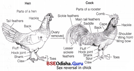 CHSE Odisha Class 12 Biology Solutions Chapter 6 Sex Determination 5