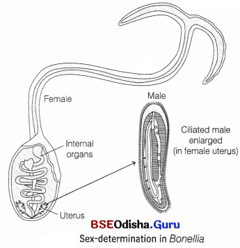 CHSE Odisha Class 12 Biology Solutions Chapter 6 Sex Determination 6