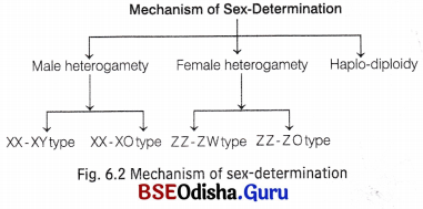CHSE Odisha Class 12 Biology Solutions Chapter 6 Sex Determination 7