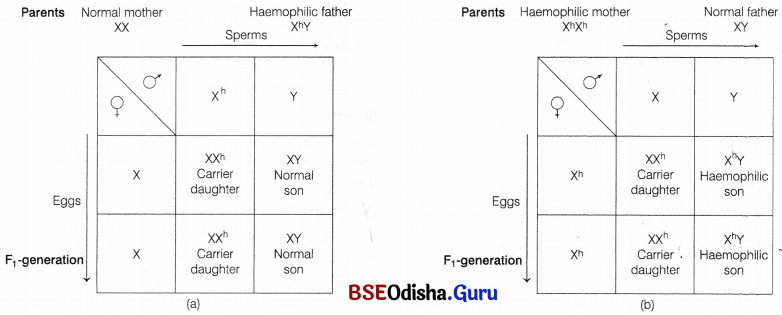 CHSE Odisha Class 12 Biology Solutions Chapter 6 Sex Determination 8