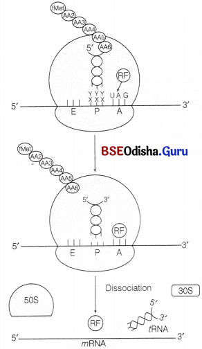 CHSE Odisha Class 12 Biology Solutions Chapter 7 Molecular Basis of Inheritance 1