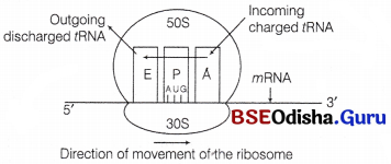 CHSE Odisha Class 12 Biology Solutions Chapter 7 Molecular Basis of Inheritance 10