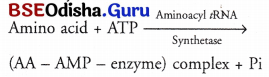 CHSE Odisha Class 12 Biology Solutions Chapter 7 Molecular Basis of Inheritance 11