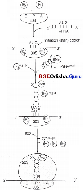 CHSE Odisha Class 12 Biology Solutions Chapter 7 Molecular Basis of Inheritance 12