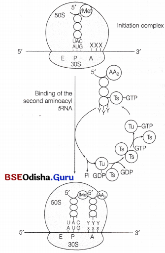 CHSE Odisha Class 12 Biology Solutions Chapter 7 Molecular Basis of Inheritance 13