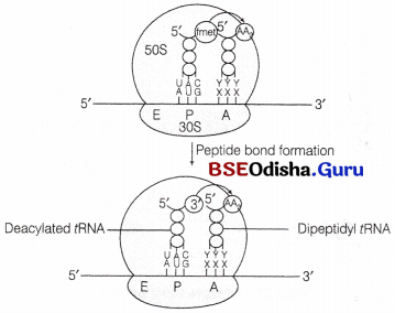 CHSE Odisha Class 12 Biology Solutions Chapter 7 Molecular Basis of Inheritance 14