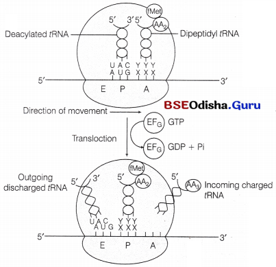 CHSE Odisha Class 12 Biology Solutions Chapter 7 Molecular Basis of Inheritance 15