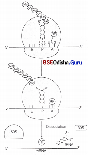 CHSE Odisha Class 12 Biology Solutions Chapter 7 Molecular Basis of Inheritance 16