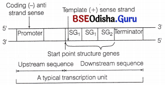 CHSE Odisha Class 12 Biology Solutions Chapter 7 Molecular Basis of Inheritance 17