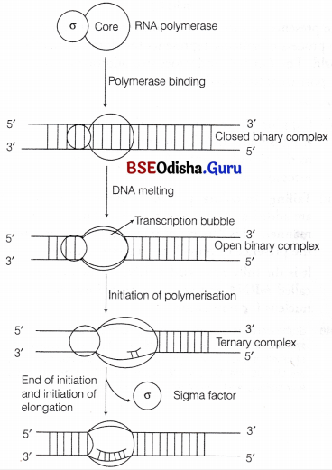 CHSE Odisha Class 12 Biology Solutions Chapter 7 Molecular Basis of Inheritance 18