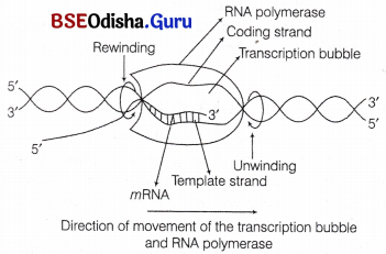 CHSE Odisha Class 12 Biology Solutions Chapter 7 Molecular Basis of Inheritance 19