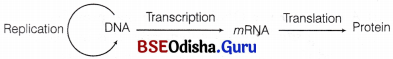 CHSE Odisha Class 12 Biology Solutions Chapter 7 Molecular Basis of Inheritance 2