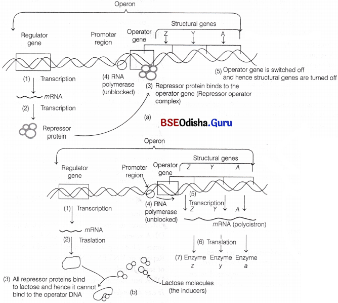CHSE Odisha Class 12 Biology Solutions Chapter 7 Molecular Basis of Inheritance 20
